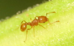 Wasmannia auropunctata