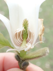 Magnolia kobus