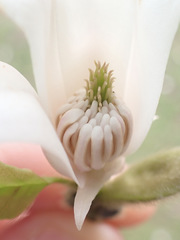 Magnolia kobus