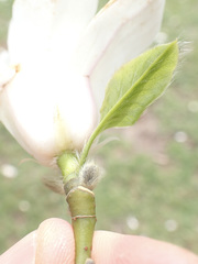Magnolia kobus
