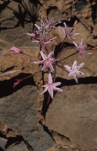 Strumaria karooica