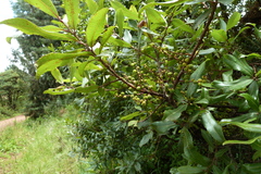 Image of Morella salicifolia