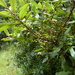 Morella salicifolia - Photo (c) coqwallon,  זכויות יוצרים חלקיות (CC BY-NC), הועלה על ידי coqwallon