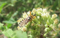 Cosmoclopius nigroannulatus