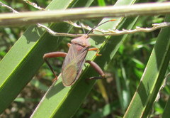 Athaumastus haematicus