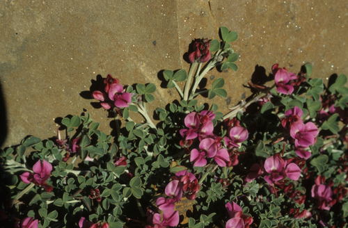 Roggeveld Indigo (Indigofera hantamensis)