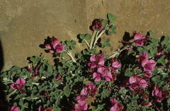 Indigofera hantamensis
