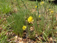 Berkheya insignis