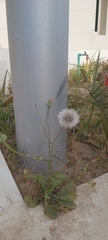 Urospermum picroides