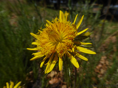 Berkheya insignis