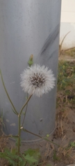 Urospermum picroides