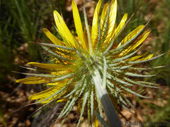 Berkheya insignis