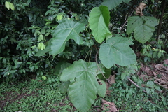 Macaranga gigantea