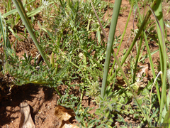 Afrosciadium magalismontanum