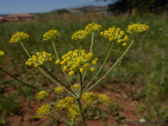 Afrosciadium magalismontanum
