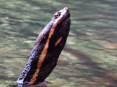 Hydromedusa tectifera