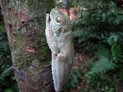 Itapotihyla langsdorffii