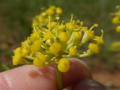 Afrosciadium magalismontanum