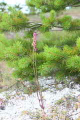 Polygala cretacea
