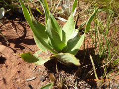 Ledebouria marginata