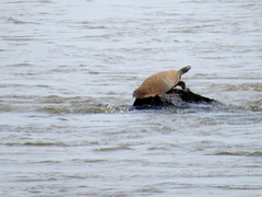 Phrynops williamsi
