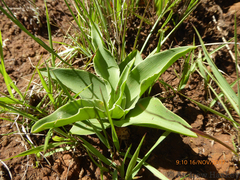 Ledebouria asperifolia