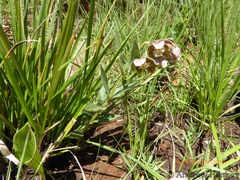Asclepias cultriformis