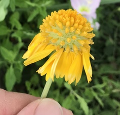 Amblyolepis setigera