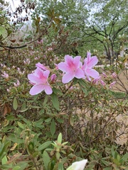 Rhododendron catawbiense