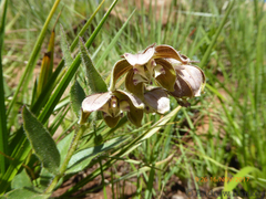 Asclepias cultriformis