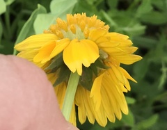 Amblyolepis setigera