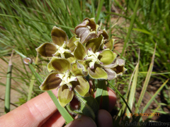 Asclepias cultriformis