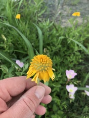 Amblyolepis setigera