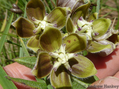 Asclepias cultriformis