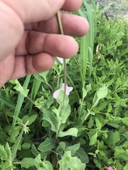 Amblyolepis setigera