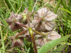 Asclepias cultriformis