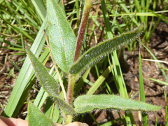 Asclepias cultriformis