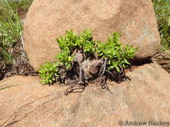 Crassula sarcocaulis
