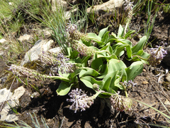 Ledebouria asperifolia