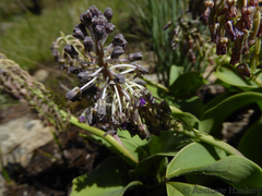 Ledebouria asperifolia