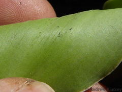 Ledebouria asperifolia