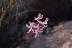 Nerine