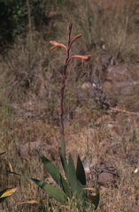 Watsonia