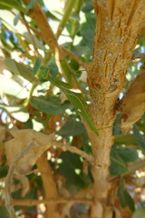 Sphodromantis viridis