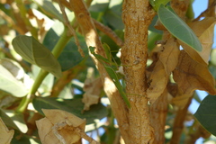 Sphodromantis viridis