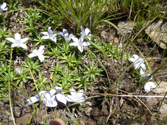 Craterocapsa