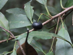 Ardisia quinquegona