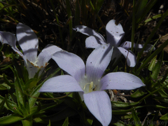 Craterocapsa