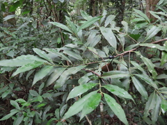Ardisia quinquegona