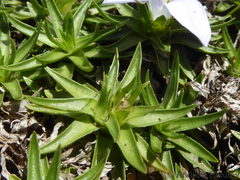 Craterocapsa